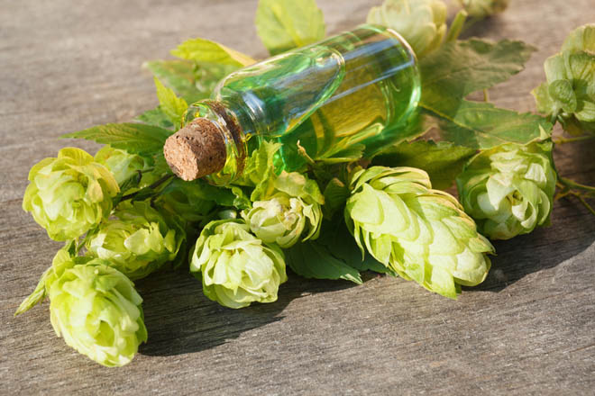 Health Benefits of Hops Essential Oil